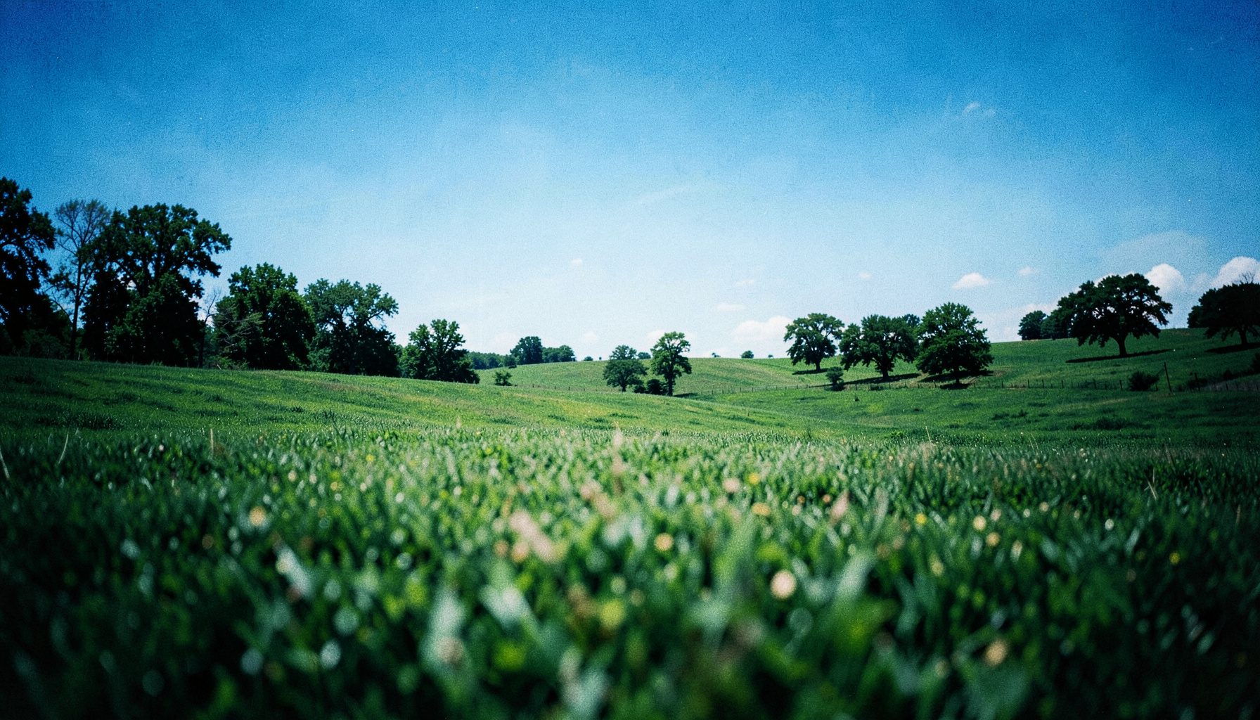Wide view of rolling green pasture with scattered trees under a bright blue sky, conveying a peaceful rural Tennessee landscape