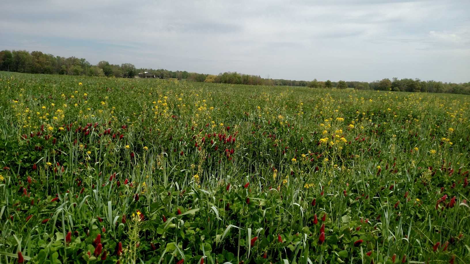 Wide agricultural field with yellow and red flowering cover crop under a cloudy sky