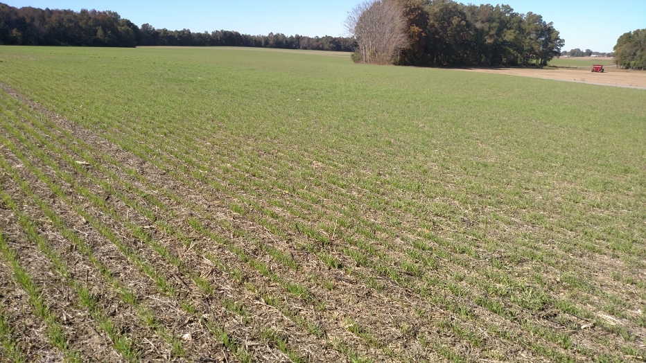 Rows of young green crop sprouts emerging from tilled brown soil in a large open field, with trees in the distance and a bright sky