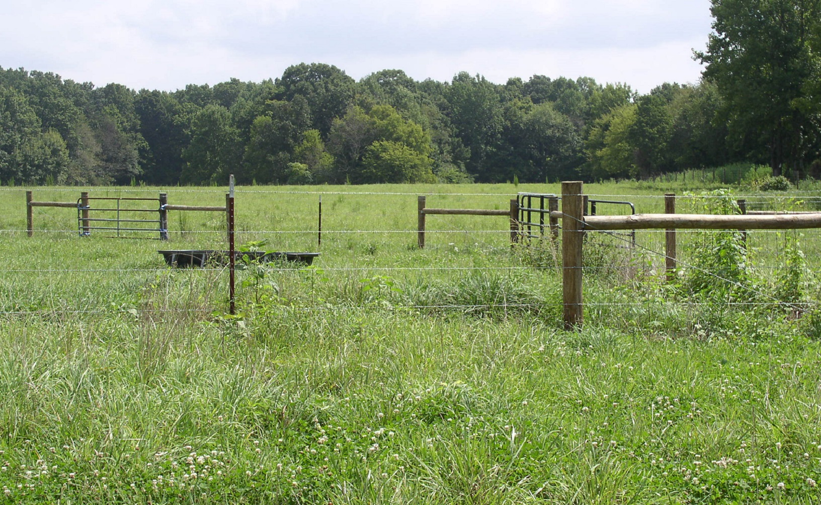 Green pasture with wire and wood fencing, metal gates, and a tree line in the background